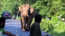 Heart Attack!! Wild animals attack car, Zoo animals attack people in cars compilation New