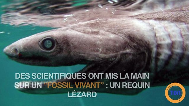 Cette étrange créature préhistorique à 300 dents à été découverte au Portugal (vidéo)