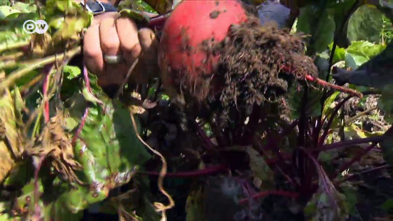 The ancient recipe curing sick soil | DW English