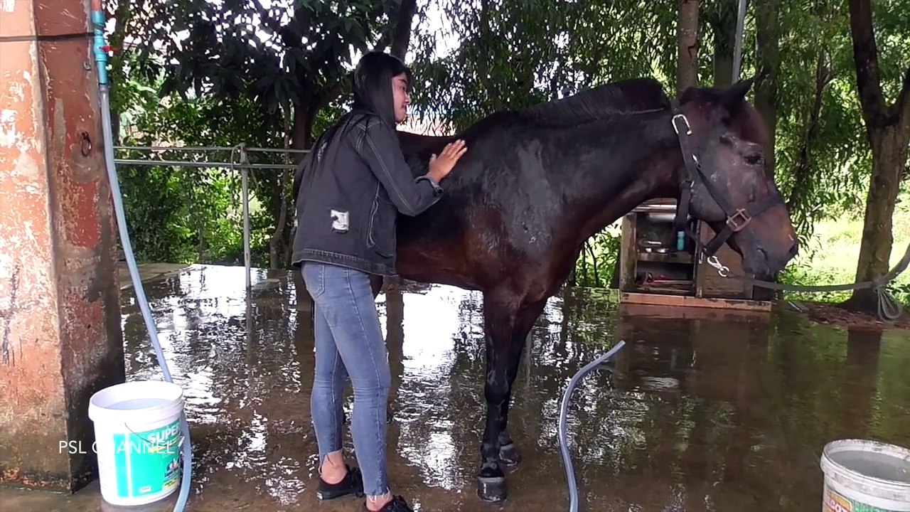 A Girl And A Horse how To Teach Your Horse Lay Down HorseTraining