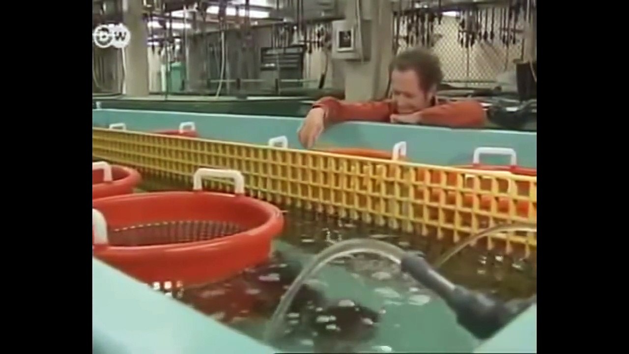 Documentary Films: The World is Running Out of Fish