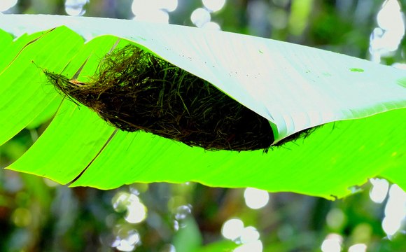 Bất ngờ khi phát hiện ra cái vật này dưới tấm lá chuối