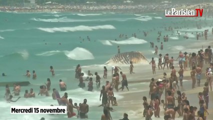 Rio : ils se baignent avec un cadavre de baleine