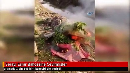 Serayı Esrar Bahçesine Çevirmişler