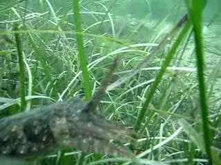 Seiche de l'étang de Thau