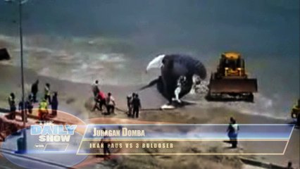 Bak Kapal Raksasa, 2 Buldoser tidak Mampu Memindahkan Ikan paus mati