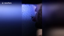 Man tries to get spider to crawl into his mouth