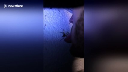 Man tries to get spider to crawl into his mouth