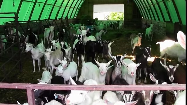 Chick Collection cow eggs milking intelligent Technology Intelligent farm feeding goat pig