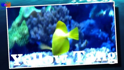 Descargar video: Finding Dory ALL SEA ANIMALS Real life | Learn Sea Animals with Disney Pixar Finding Dory, Nemo