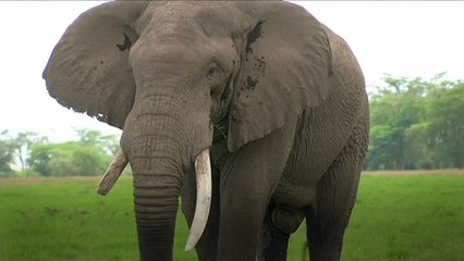 Donald Trump does U-Turn on decision to allow the import of hunting trophies