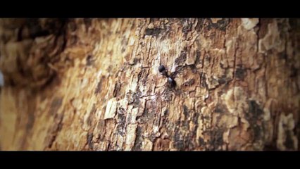 Are ants bad for a tree?