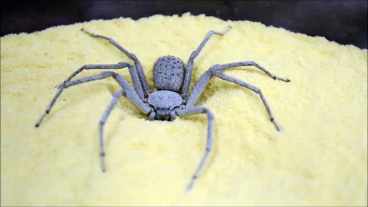 Cette araignée des sables s'enterre pour se camoufler... Impressionnant