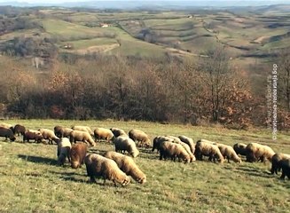 Konkurs za podsticaje u poljopriverdi do ponedeljka, 17. novembar 2017 (RTV Bor)