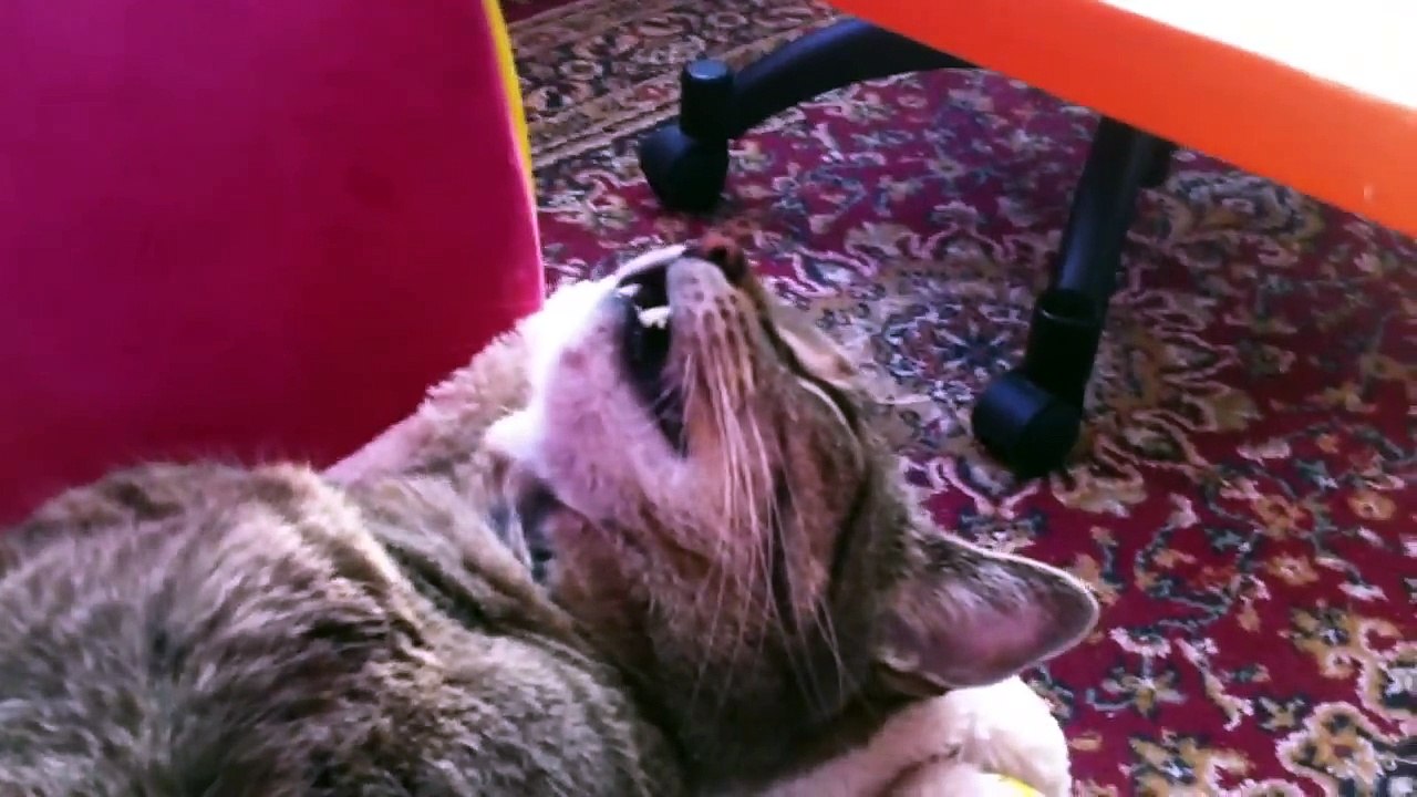 Dreaming Cat