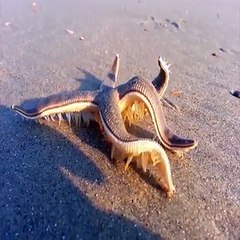 Vous n'avez jamais vu une étoile de mer marcher ? Ça va hanter vos futurs cauchemars !