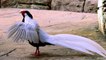 most beautiful birds in the world - red golden pheasants and Mute swan birds video