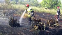 Un feu de pinède sur Martigues-nord. (vidéo)