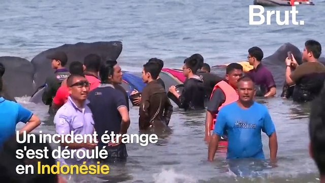 L’impressionnant sauvetage de cachalots en Indonésie