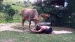Elle fait son Yoga avec.. une chèvre !!