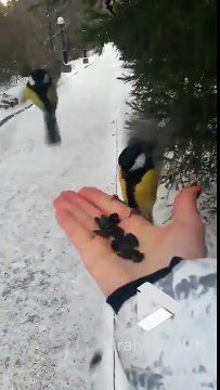 Cette femme nourrit des oiseaux sauvages dans sa main !