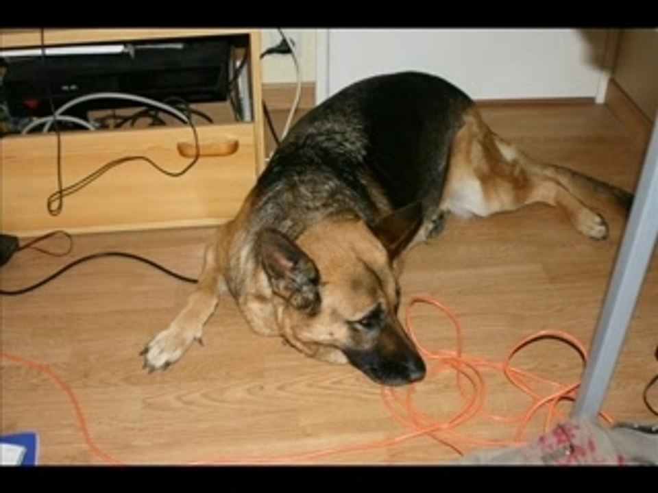 Mon chien rolls