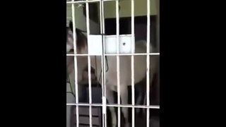 Police suspect foal play: Cops throw a horse in jail for kicking a car in Brazil