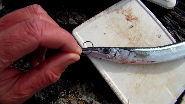 Shore Fishing - Float Fishing for Garfish - Tips and Tics