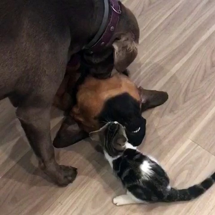 Two Dogs and a Cat