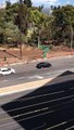 Un kangourou se balade tranquillement sur une route