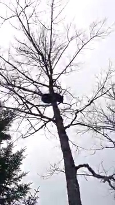 Un homme se fait chier dessus par un ours perché dans un arbre