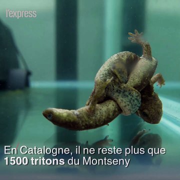 En Angleterre, des tritons en voie d'extinction donnent naissance à 12 bébés