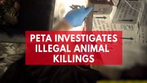 PETA Investigates Bio Corporation's Illegal Animal Killings