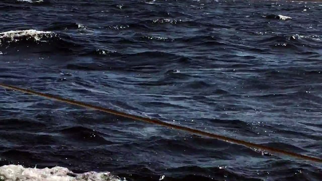 Close Encounters of the Whale Kind