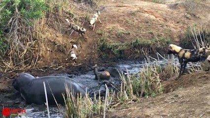 Hippo Save Baby Antelope From Wild Dogs Mongoose vs Cobra vs Antelopes by Dailyvideo 333   2017