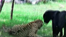 Big vs Big Cats Deadliest Fights Tiger Jaguar Cheetah Gorilla Crocodile Lions Attacks by D   2017