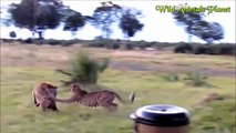 Most Spectacular Cheetah Attacks Compilation vs Lion, Leopard, Baboon, Ostrich, Hyena, Cro   2017