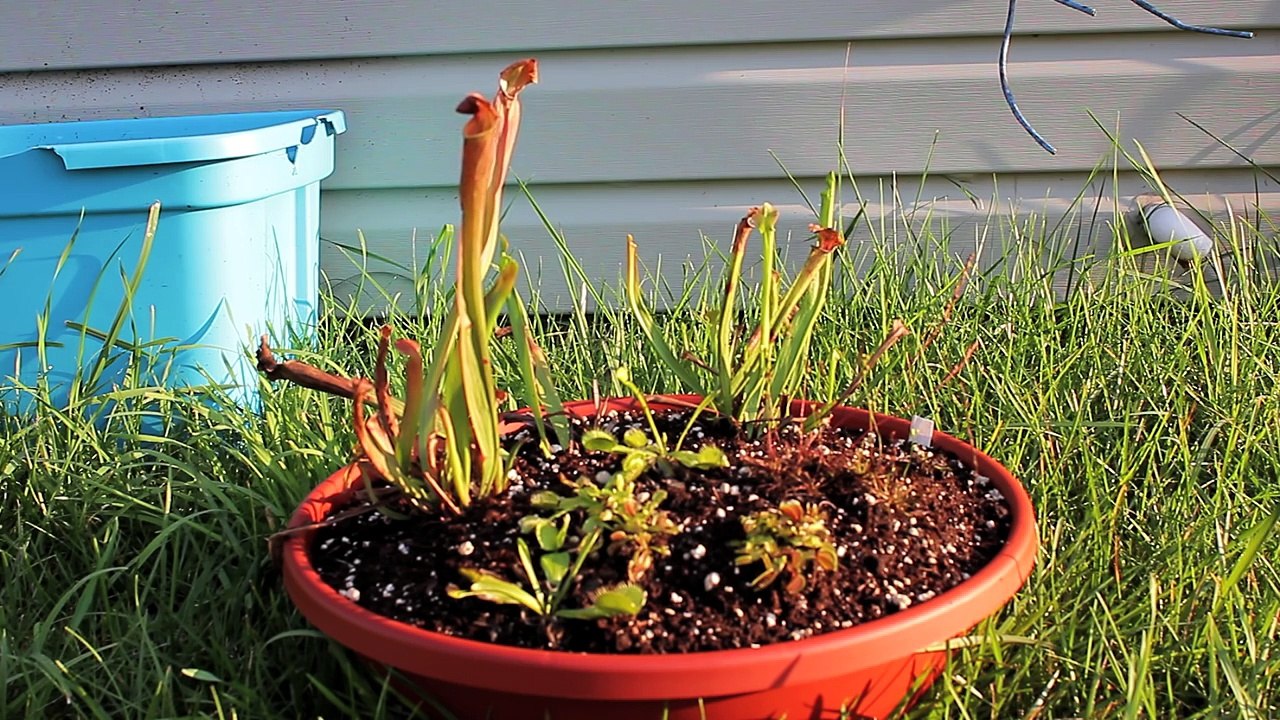 How To Build A Carnivorous Plant Bog Garden - video Dailymotion