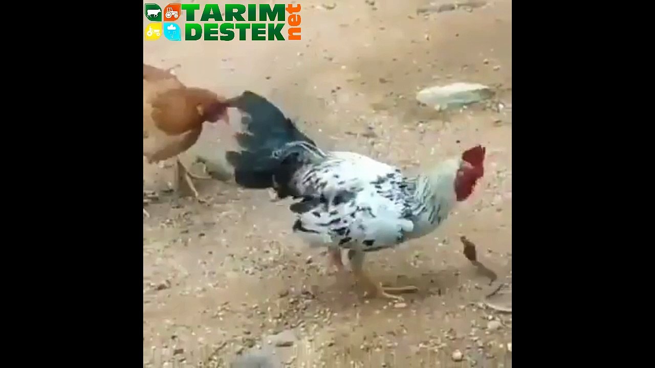 Horozdaki Cesarete Bak
