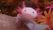 Cet animal mystérieux a le plus beau des sourires... Axolotl