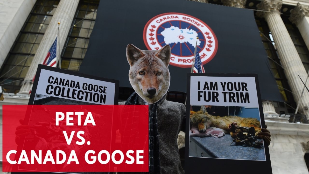 PETA Protests Against Canada Goose Inhumane Practices