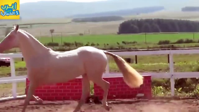 10 خيول هجينه لن تصدق انها موجوده ..!!!
