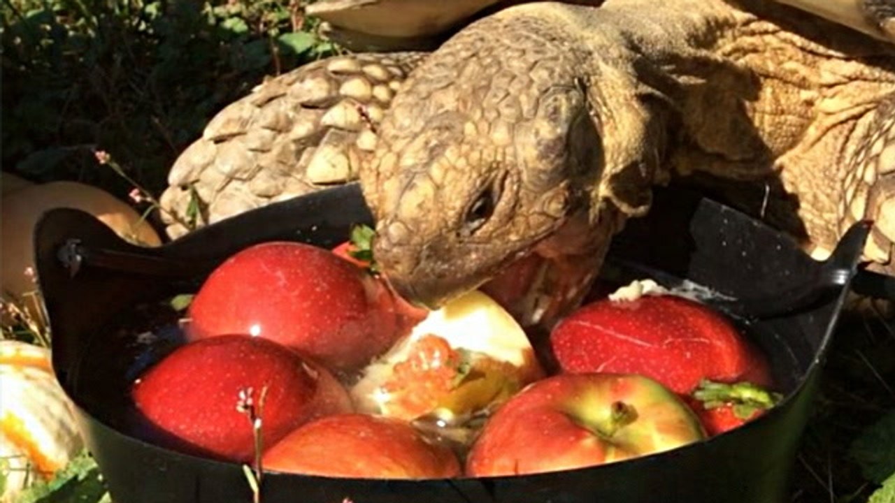 'Bob'-ing For Apples