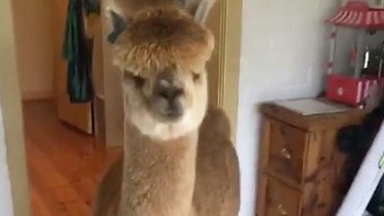 Pet Alpaca Welcomes Guest