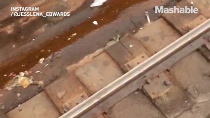 Subway rat seizes free avocado, because who wouldn't