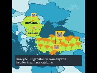 Kediler Dünyaya Nasıl Yayıldı?