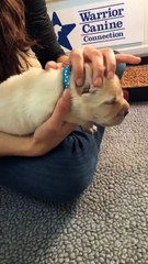 The Anchors Aweigh Litter with puppies