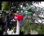 Betet Muka merah   (Long Tailed Parakeet)