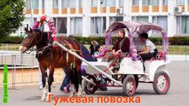 Мультики про Машинки для Детей Изучаем Транспорт для Малышей Все серии подряд