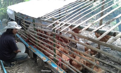 ไก่อินทรีย์